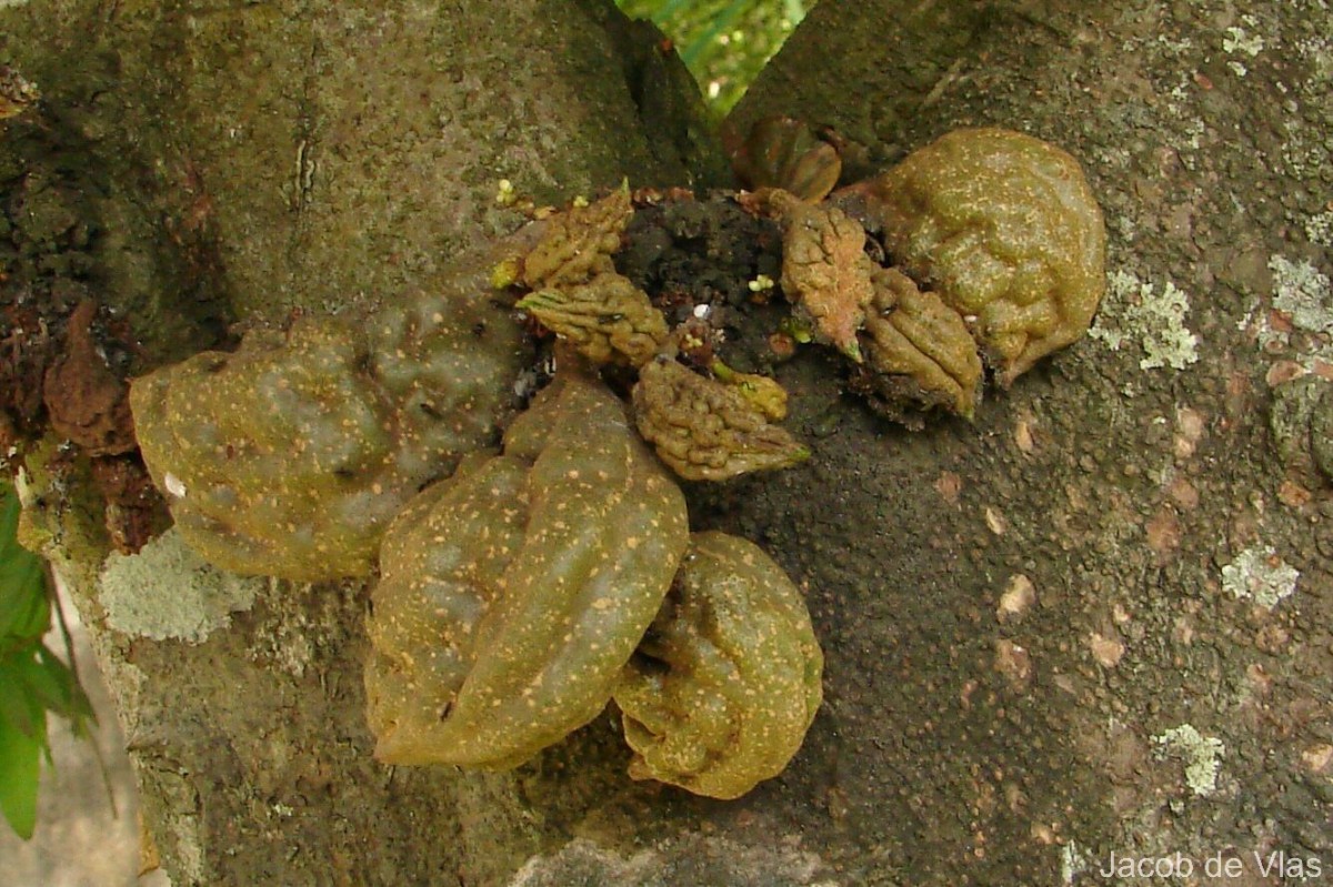 Cynometra cauliflora L.